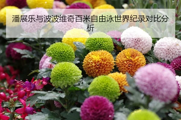 潘展乐与波波维奇百米自由泳世界纪录对比分析