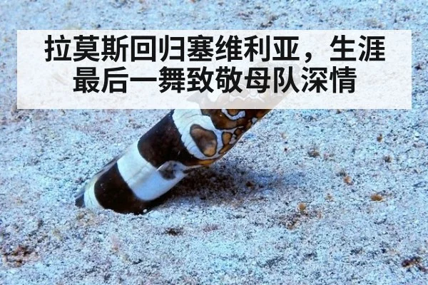 拉莫斯回归塞维利亚，生涯最后一舞致敬母队深情